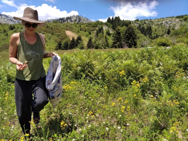 Summer Herb Identification & Collection