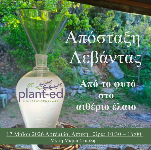 Απόσταξη Λεβάντας: Από το φυτό στο αιθέριο έλαιο